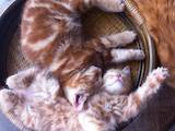 Кошки, котята Курильский бобтейл, цена 1200 Грн., Фото