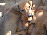 Собаки, щенки Гладкошерстная миниатюрная такса, цена 600 Грн., Фото