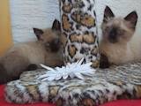 Кішки, кошенята Балінез, ціна 450 Грн., Фото