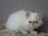 Кошки, котята Гималайская, цена 1500 Грн., Фото