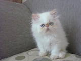 Кошки, котята Гималайская, цена 1500 Грн., Фото