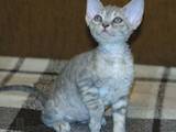Кошки, котята Девон-рекс, цена 2800 Грн., Фото