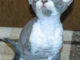 Кішки, кошенята Девон-рекс, ціна 2800 Грн., Фото