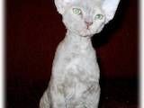 Кішки, кошенята Девон-рекс, ціна 2800 Грн., Фото