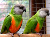 Папуги й птахи Папуги, ціна 3200 Грн., Фото