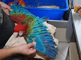 Папуги й птахи Папуги, ціна 2400 Грн., Фото