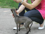Собаки, щенята Левретка, ціна 10 Грн., Фото