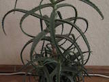 Домашні рослини Алое, ціна 70 Грн., Фото