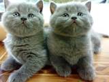 Кошки, котята Разное, цена 500 Грн., Фото