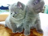 Кішки, кошенята Різне, ціна 500 Грн., Фото