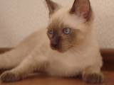 Кошки, котята Тайская, цена 800 Грн., Фото