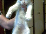Кішки, кошенята Оцикат, ціна 5 Грн., Фото
