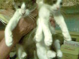 Кішки, кошенята Оцикат, ціна 5 Грн., Фото