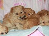 Собаки, щенки Карликовый пудель, цена 1300 Грн., Фото