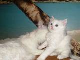 Кішки, кошенята Турецька Ангора, ціна 50 Грн., Фото
