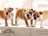 Собаки, щенки Английский бульдог, цена 6500 Грн., Фото