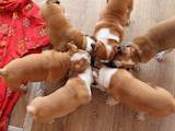 Собаки, щенки Английский бульдог, цена 6500 Грн., Фото