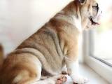 Собаки, щенята Англійський бульдог, ціна 6500 Грн., Фото