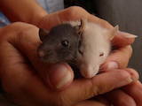Грызуны Домашние крысы, цена 10 Грн., Фото