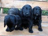 Собаки, щенки Американский коккер, цена 400 Грн., Фото