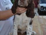 Собаки, щенки Английский спрингер спаниель, цена 4200 Грн., Фото