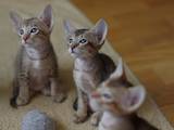 Кішки, кошенята Орієнтальна, ціна 2000 Грн., Фото