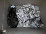 Кішки, кошенята Різне, ціна 0.10 Грн., Фото