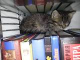 Кошки, котята Разное, цена 0.10 Грн., Фото
