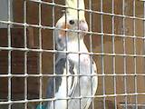 Папуги й птахи Папуги, ціна 1200 Грн., Фото