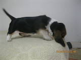 Собаки, щенята Бассет, ціна 4000 Грн., Фото