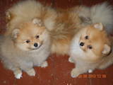 Собаки, щенки Малый шпиц, цена 8000 Грн., Фото