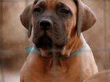 Собаки, щенята Південноафриканський Бурбуль, ціна 8000 Грн., Фото