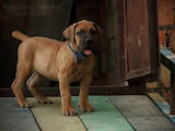 Собаки, щенята Південноафриканський Бурбуль, ціна 8000 Грн., Фото