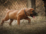 Собаки, щенки Южноафриканский бурбуль, цена 8000 Грн., Фото