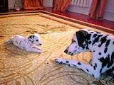 Собаки, щенята Далматин, ціна 1200 Грн., Фото