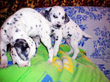 Собаки, щенки Далматин, цена 1200 Грн., Фото
