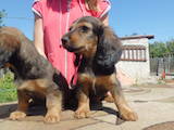 Собаки, щенки Длинношерстная такса, цена 500 Грн., Фото