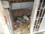 Грызуны Домашние крысы, цена 250 Грн., Фото