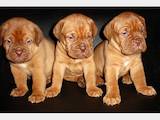 Собаки, щенки Бордосский дог, цена 2500 Грн., Фото