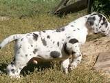 Собаки, щенята Німецький дог, ціна 5000 Грн., Фото