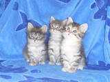 Кошки, котята Курильский бобтейл, цена 700 Грн., Фото