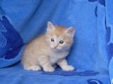 Кошки, котята Курильский бобтейл, цена 700 Грн., Фото