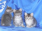 Кішки, кошенята Курильський бобтейл, ціна 700 Грн., Фото