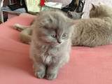 Кошки, котята Британская длинношёрстная, цена 1100 Грн., Фото