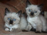 Кішки, кошенята Бірманська, ціна 300 Грн., Фото