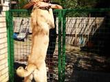 Собаки, щенята Турецька Кангал, ціна 3000 Грн., Фото