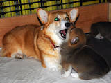 Собаки, щенята Вельш коргі пемброк, ціна 4200 Грн., Фото
