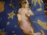 Собаки, щенки Стаффордширский бультерьер, цена 200 Грн., Фото