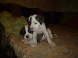 Собаки, щенки Американский бульдог, цена 3000 Грн., Фото