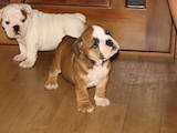 Собаки, щенки Английский бульдог, цена 2700 Грн., Фото